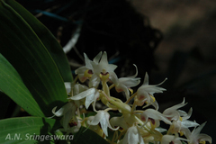Eria mysorensis